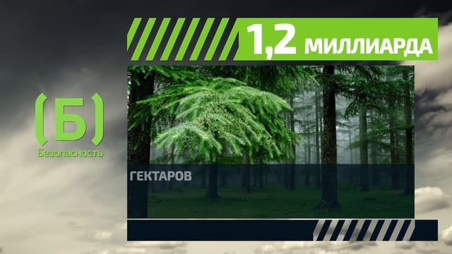 Сколько в России лесов? смотреть онлайн