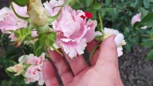 Царство роз 🌹Каната 🌹Япония 🌹#розы #цветение#сад#ЦА