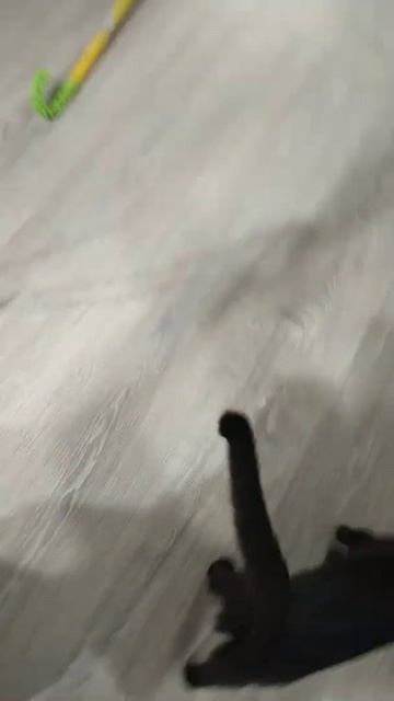 чёрная кошка чика смотреть онлайн