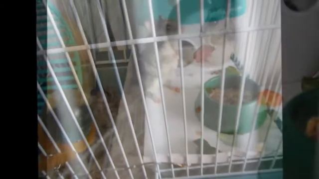 Август 8, 2013 мои новые питомцы смотреть онлайн