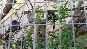 Московский зоопарк. Павильон Обезьяны,вольеры обезьян , удивительно большое разнообразие