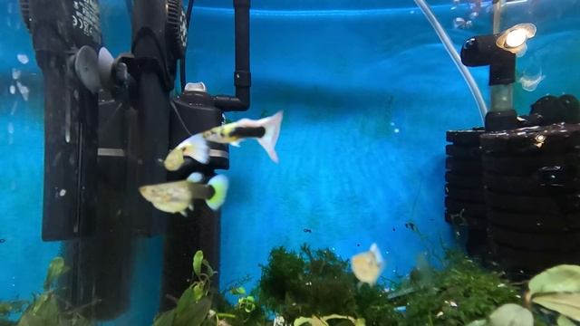 Канадцы Гуппи живут с креветками в 30 литрах смотреть онлайн