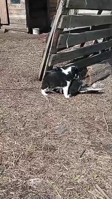 черные щенки