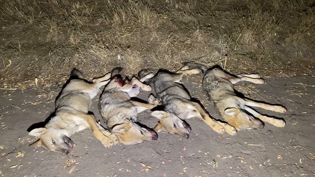 Охотник В ОДИНОЧКУ расправился со СТАЕЙ ВОЛКОВ! Хищни смотреть онлайн
