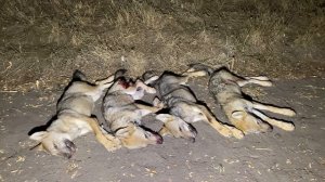 Охотник В ОДИНОЧКУ  расправился со СТАЕЙ ВОЛКОВ! Хищни