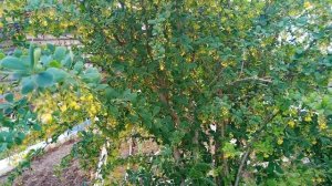 Барбарис видели ?