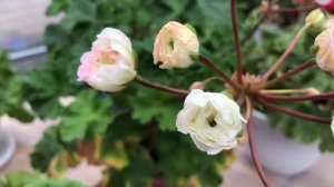 Пеларгония. Мальта Жемчужная свадьба. ЮВ Северная Анд?