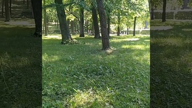 Реальная БЕЛКА.