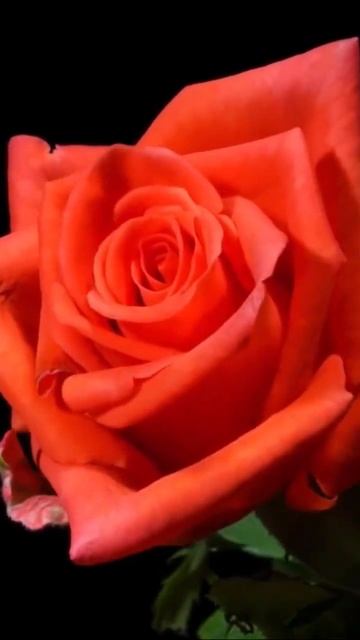 #zabava #пионы #новаямузыка смотреть онлайн