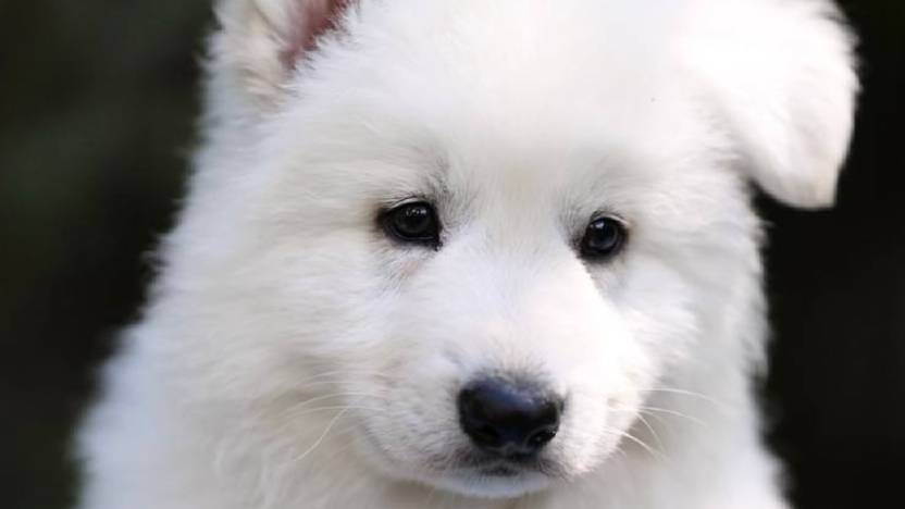 Щенок кобель URSUS IZBB, рожден 07.04.25