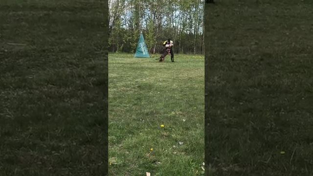 2 Отл. СС ХЕЛА ОДИНСДОТТИР Фром Россо Краш +++ №30. КЧК САНКТ-ПЕТЕРБУРГ 17 мая`25 Г.Гринько Моно нем