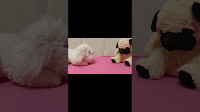 Школа собак смотреть онлайн