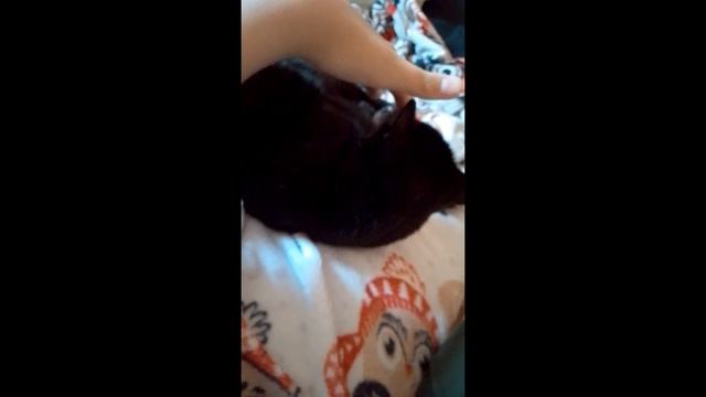 😺Тутор.Как гладить кота😺.