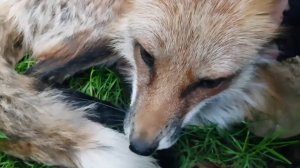 Лиса-Алиса. После болезни лиса начала играть и бегать