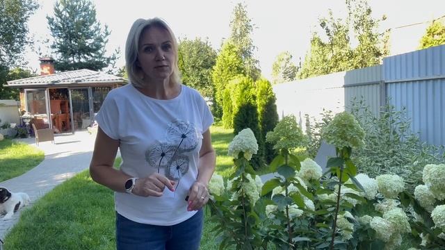 ГДЕ ПОСАДИТЬ ГОРТЕНЗИЮ - СОЛНЦЕ ИЛИ ПОЛУТЕНЬ? смотреть онлайн