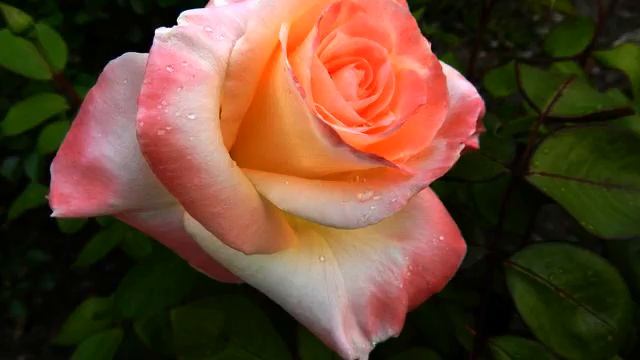 Слушать новую песню и видео онлайн смотреть онлайн