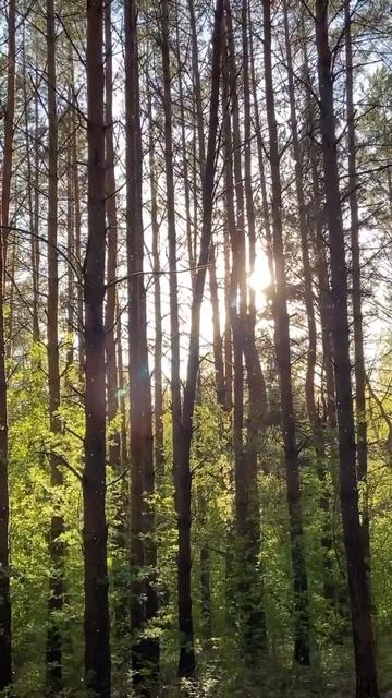 Лес солнце ☀️ смотреть онлайн