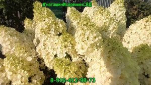 «МЕДЖИКАЛ МАТТЕРХОРН» Гортензия Метельчатая, В наличии 3литра #наташинИсерёжинСАД