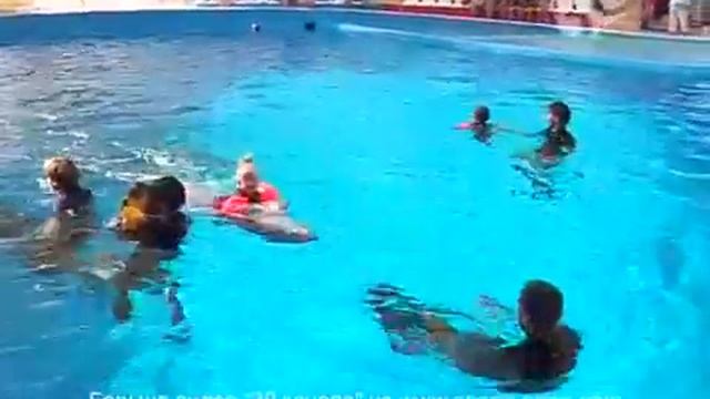 день дельфинов и китов 23 07 13