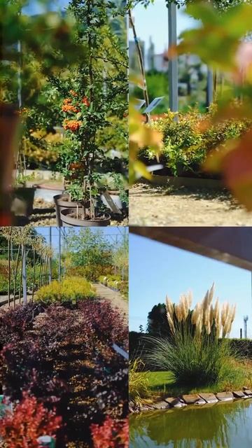 Хочу купить! #garden #greentown #сад #landscape #садовыйцентр #garde смотреть онлайн