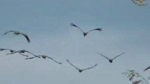 ГIаргIулеш (Журавли) - Марьям Ташаева / Самвел Мхитарян (текст на русском)