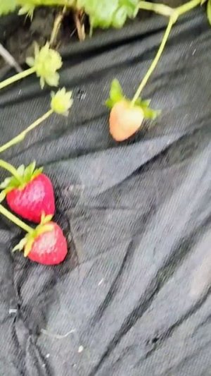 Клубника Кабрилло