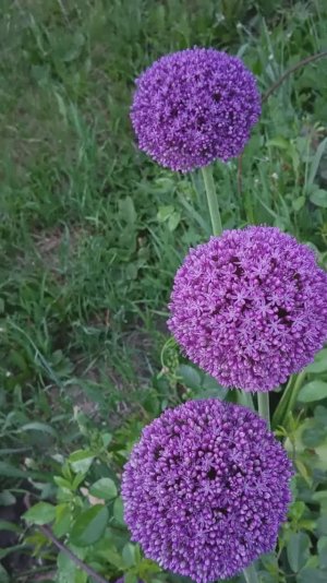 Цветение  декоративного лука #garden #flowers #цветы #сад #цветыдлядома #растения #луки