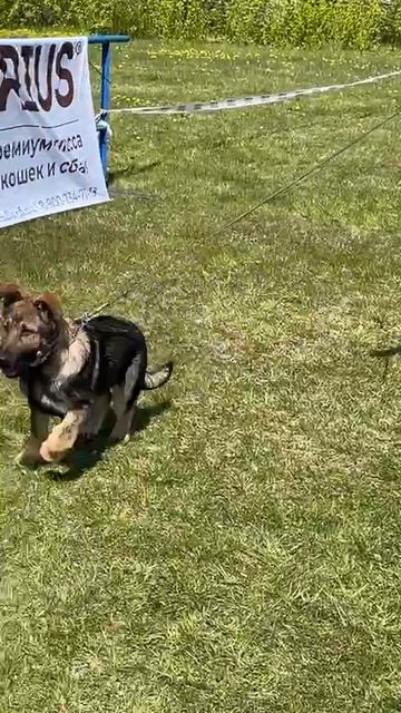 БЕБИ КОБЕЛИ / КЧК САНКТ-ПЕТЕРБУРГ 17 мая`25 Г.Гринько Моно немецких овчарок