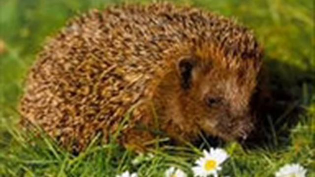 NTL - песня про ежа смотреть онлайн