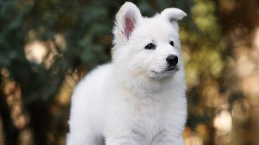 Щенок сука URA IZBB, рожденa 07.04.25