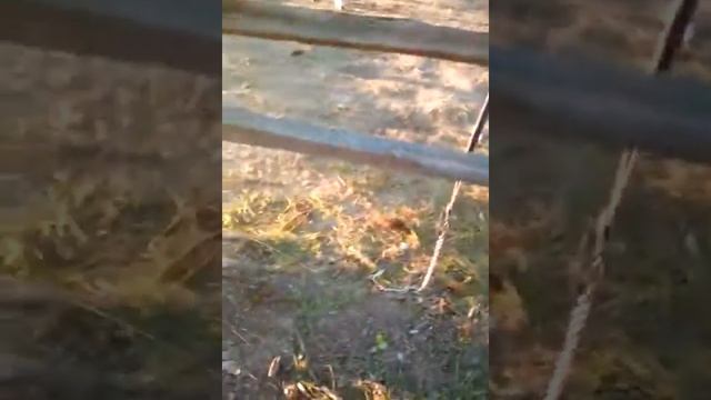 Марина на пони пигас смотреть онлайн