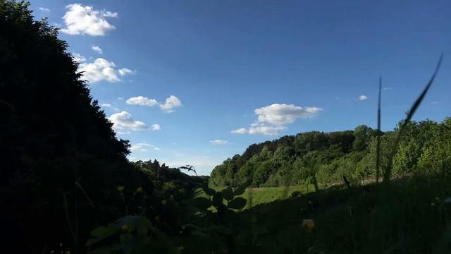 A walk in the forest | Прогулка в лесу смотреть онлайн