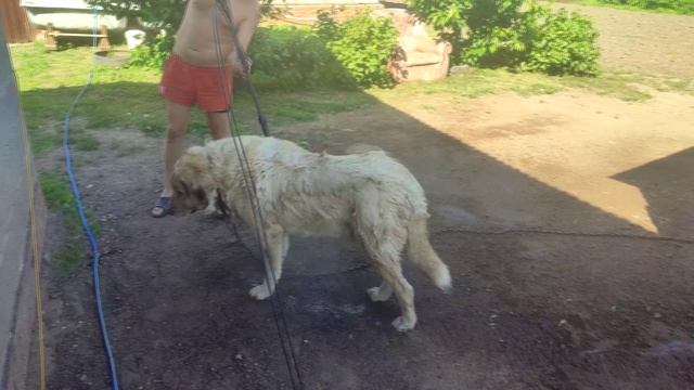 Водные процедуры Грея смотреть онлайн