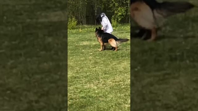 3 Оч/хор Shabardhof ILHAN BRUNO +0+ №43. КЧК САНКТ-ПЕТЕРБУРГ 17 мая`25 Г.Гринько Моно нем.овч.