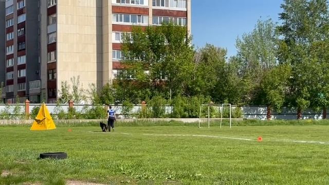 1 Отл. КЧК Аллемо Хаус ШЕЛЕСТ +++ №17. КЧК УФА 18 мая`25 Ю.Овсянникова Моно нем.овчарок