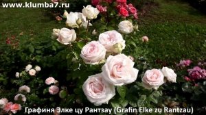 Розы, лидеры по цветению этого лета! Цветут без переры?