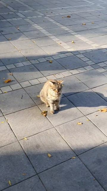 коты Баку ноябрь 2022 версия 4.0/Baku cats november 2022 version 4.0#shorts #cat смотреть онлайн