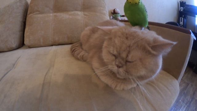 Смешной попугай пристает к коту. Приколы с животными.