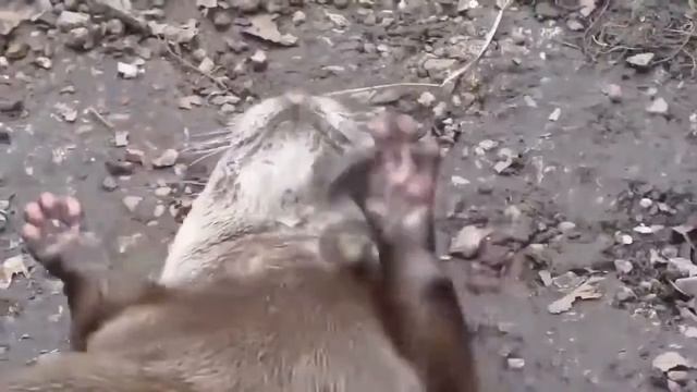 проклятие плачущей 2019 смотреть онлайн