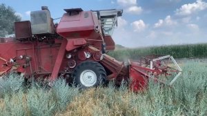 Большая жатва комбайном Нива СК 5 ! Молотим ячмень!