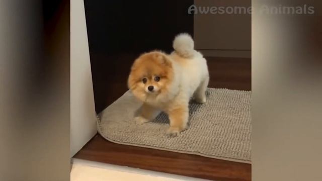 ОЧЕНЬ СМЕШНОЕ ВИДЕО С КОТИКАМИ И СОБАКАМИ 2019@VERY FUNNY VIDEO WITH ANIMALS 2019 смотреть онлайн