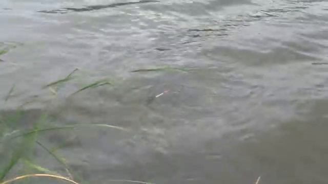 Рыбалка. Ловля на поплавок и пружину. My Fishing.