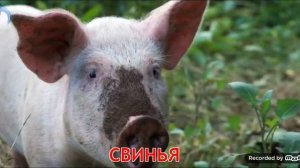 Учим домашних животных и их звуки Развивающий мультфи