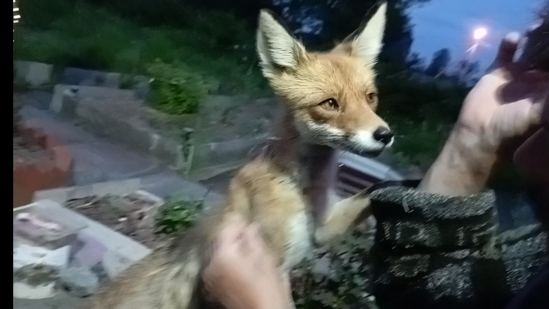 (1031) Лиса приходит в гости. Май 2025 смотреть онлайн