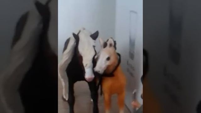 Лошадки смотреть онлайн