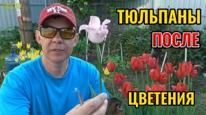 ЧЕМ подкормить и как обрезать ТЮЛЬПАНЫ после цветения 🌷🌷🌷