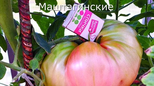 Семена томатов для начинающих- вкусных, урожайных и н? смотреть онлайн