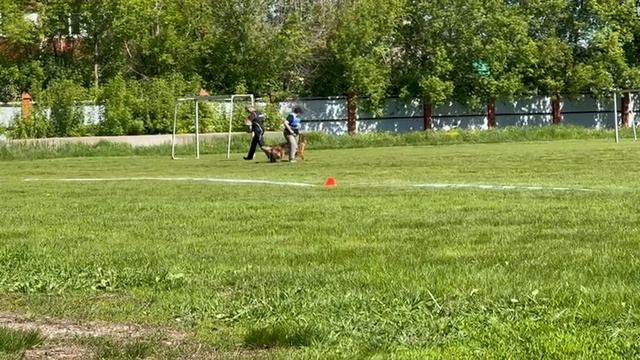 OUK DERROU Fom Festburg - №27. КЧК УФА 18 мая`25 Ю.Овсянникова Моно нем.овчарок