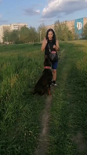 Доберман, учится ползать. Пока получается плохо, но у нас все впереди!#дрессировкасобаки #доберман # смотреть онлайн