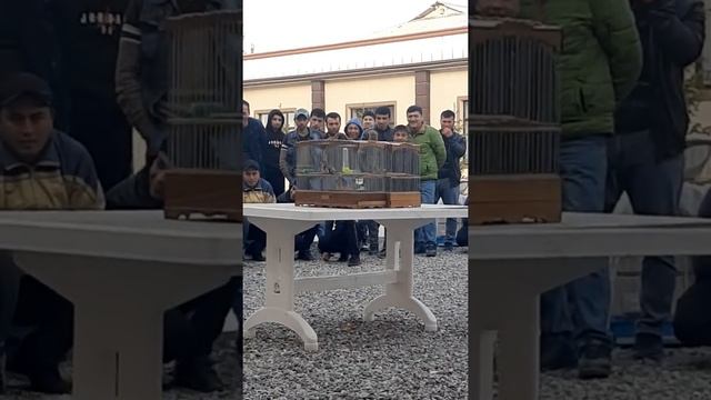 Щегол Уратеппа Чемпион 2020 Брусли Хочи Н смотреть онлайн